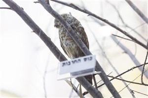 Image description is not available for 1983.87.1